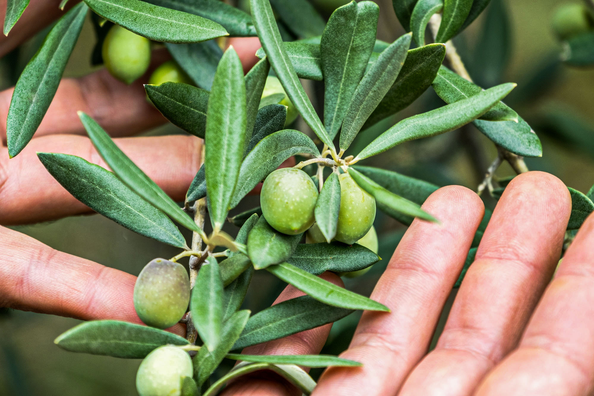 controllo raccolta olive