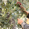 raccolta olive passannante