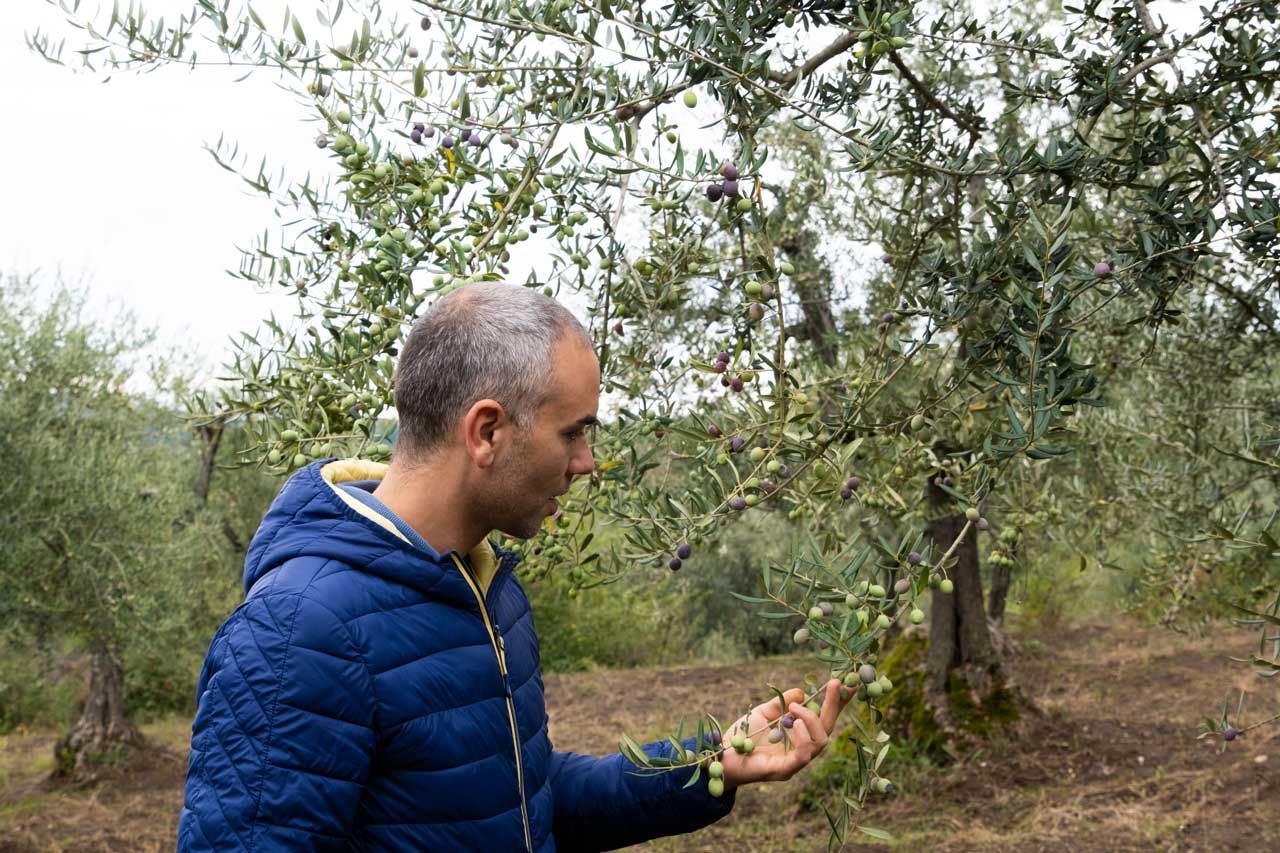 Cura degli olivi