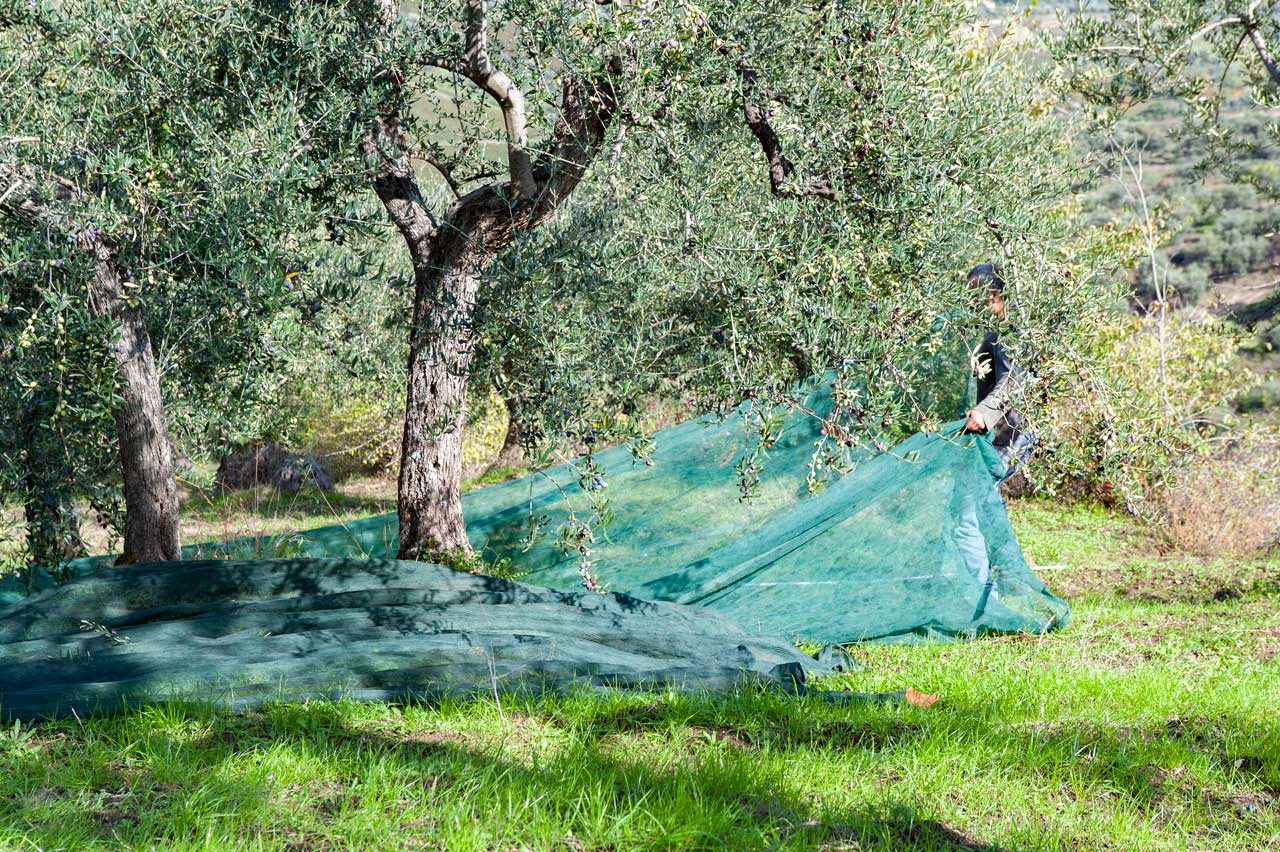 Invaiatura olive