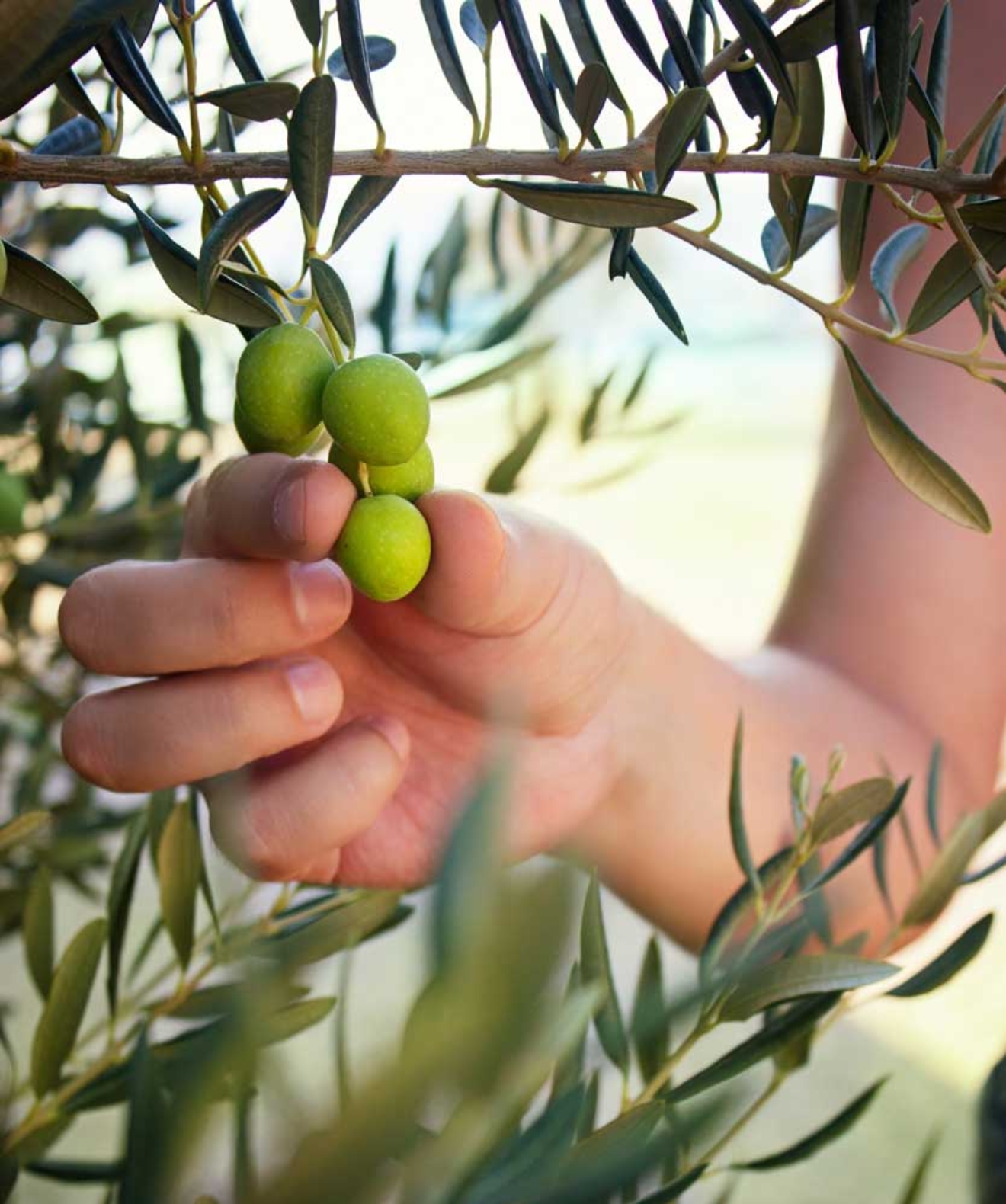 olive-verdi-2